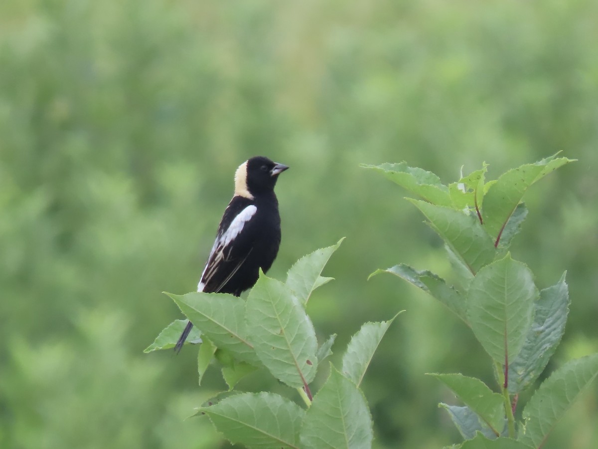 bobolink - ML620711167