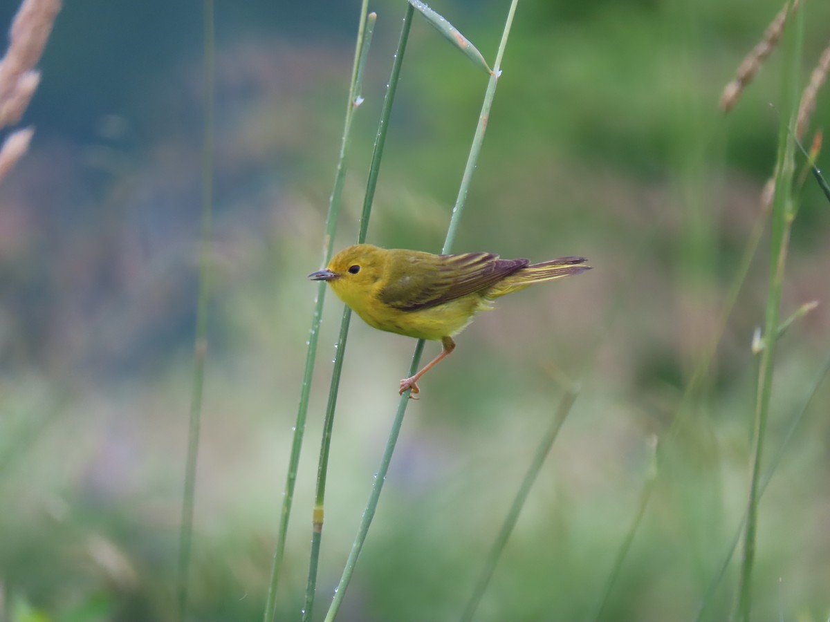 Paruline jaune - ML620711172