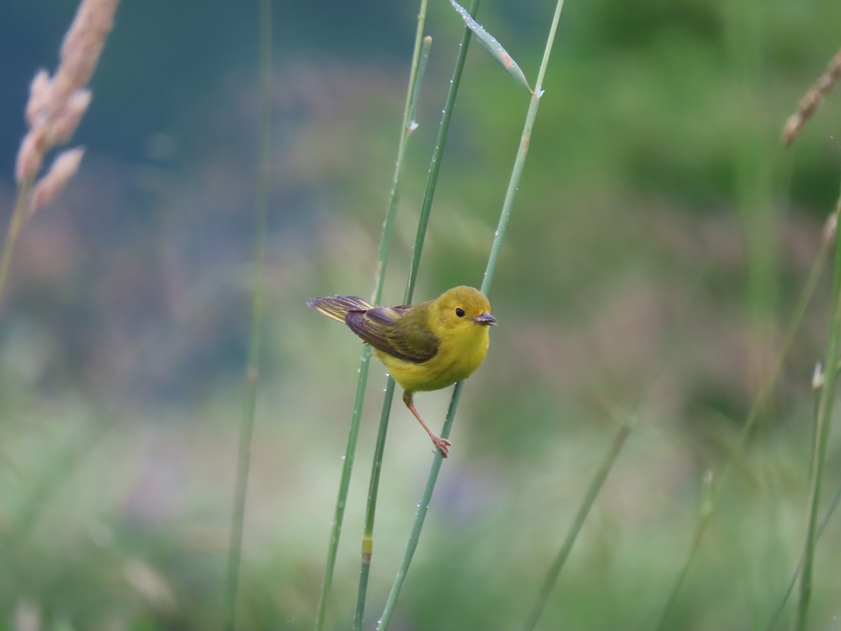 Yellow Warbler - ML620711173