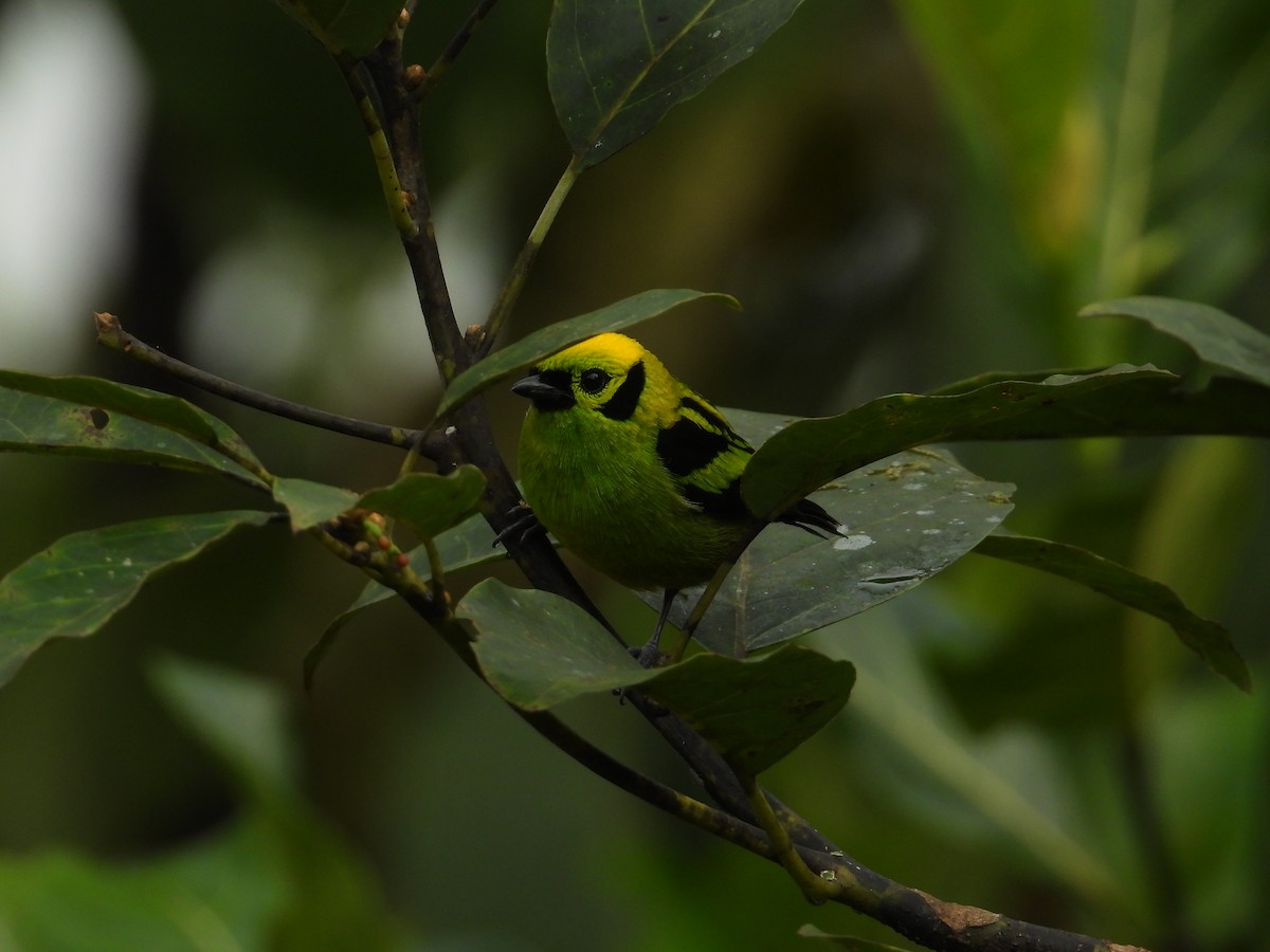 Emerald Tanager - Francisco Sornoza