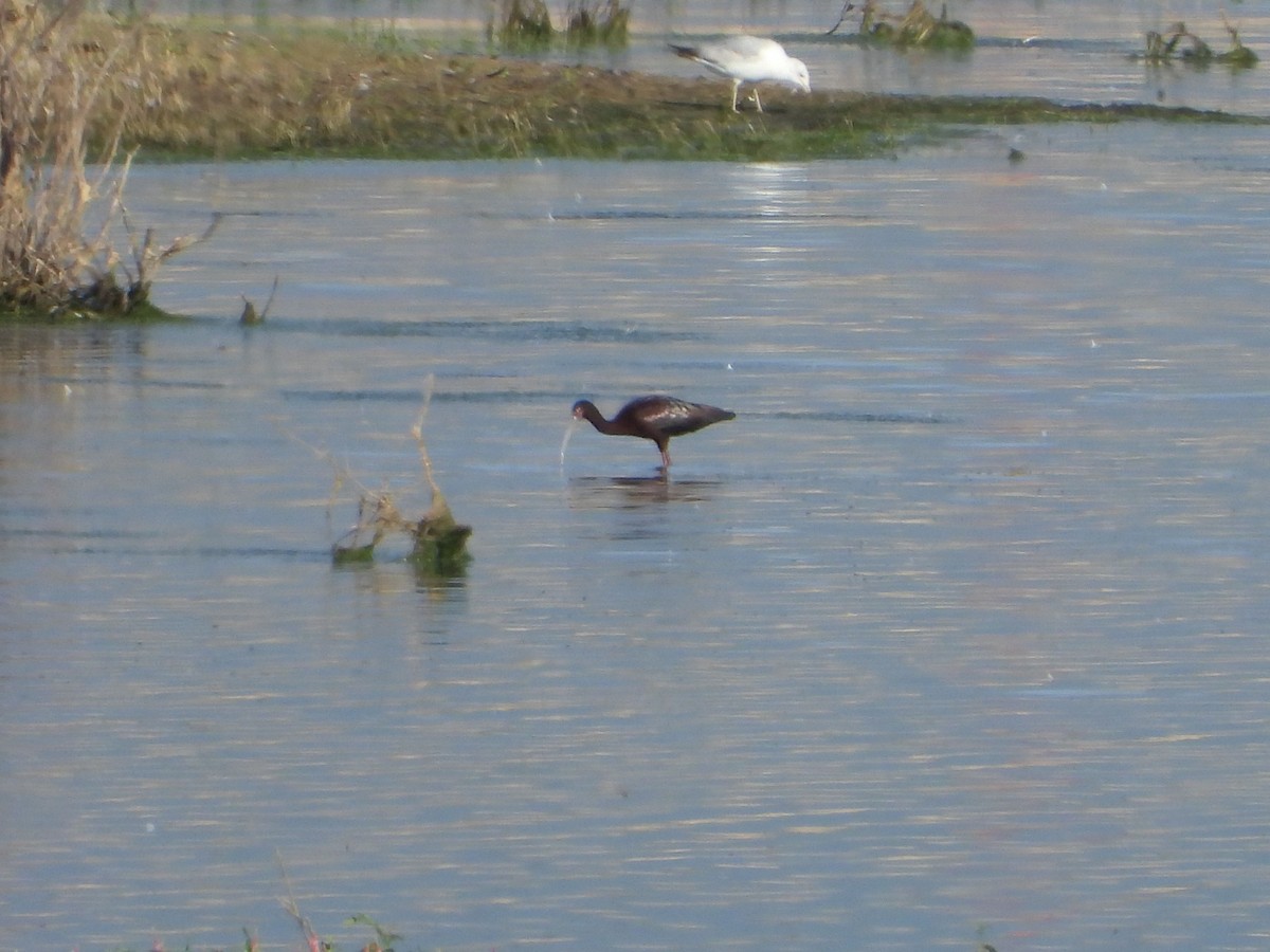 Ibis à face blanche - ML620711176