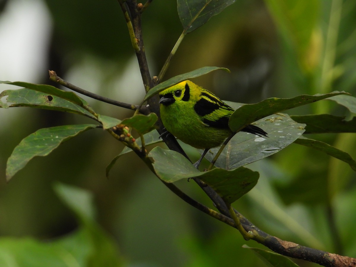 Emerald Tanager - Francisco Sornoza