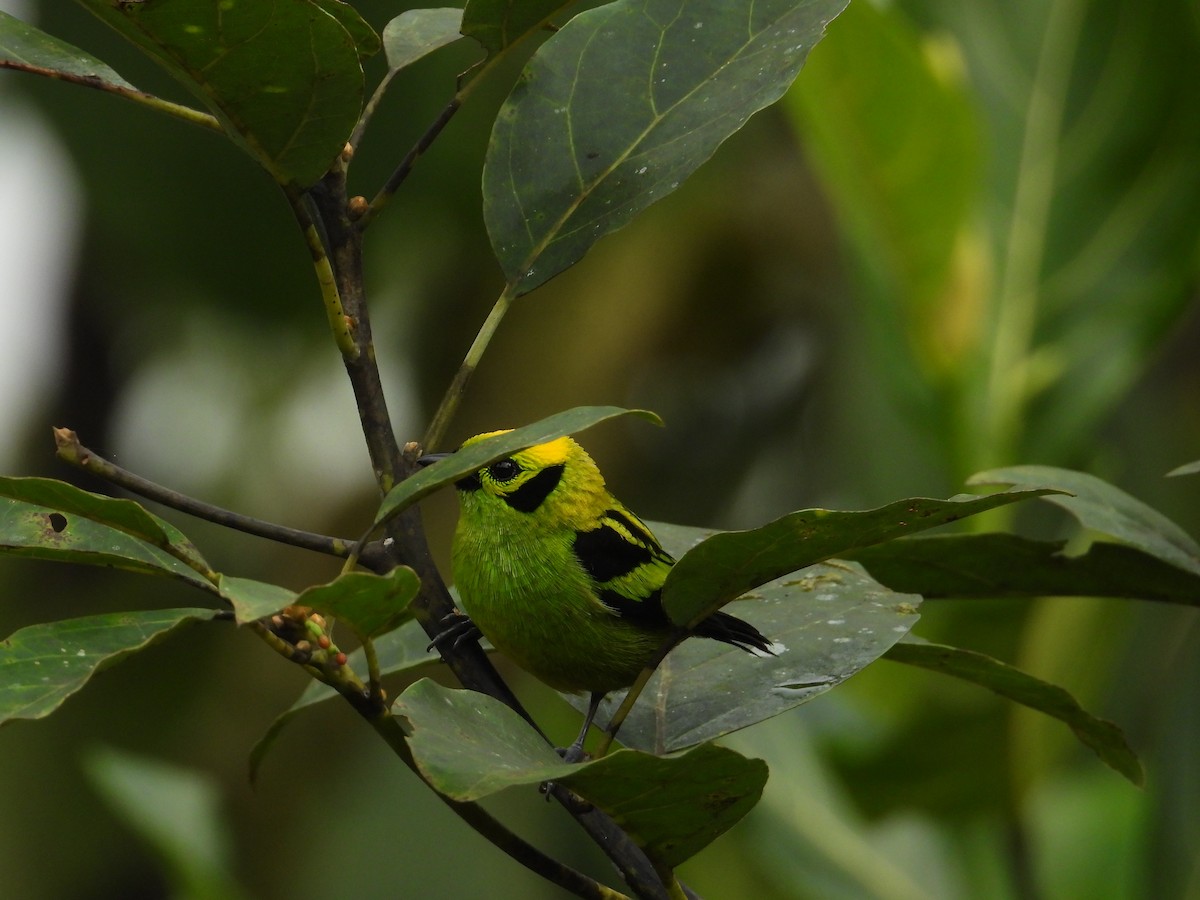 Emerald Tanager - ML620711178