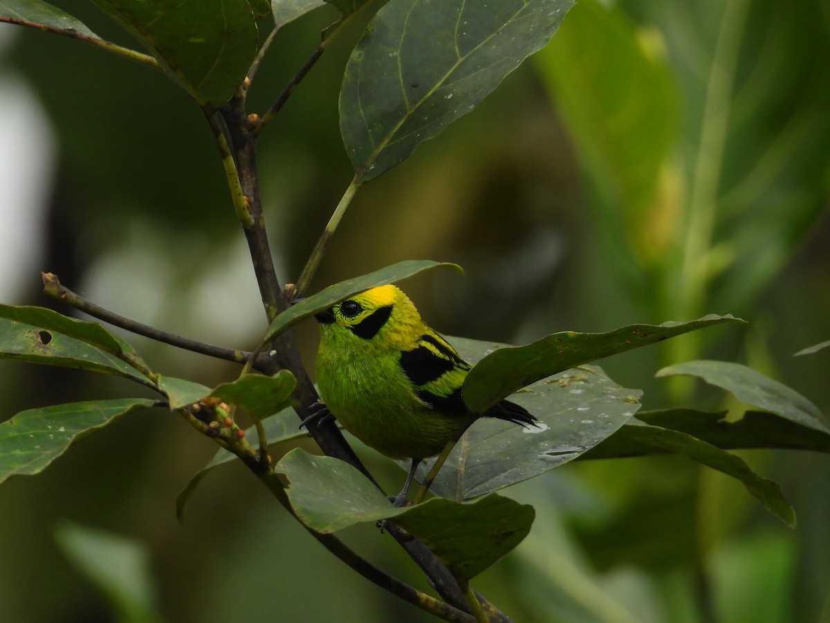 Emerald Tanager - ML620711179