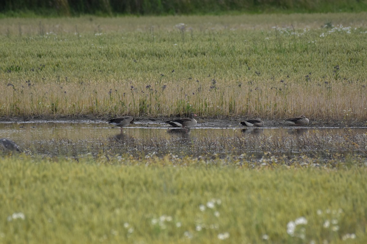 Graylag Goose - ML620711184