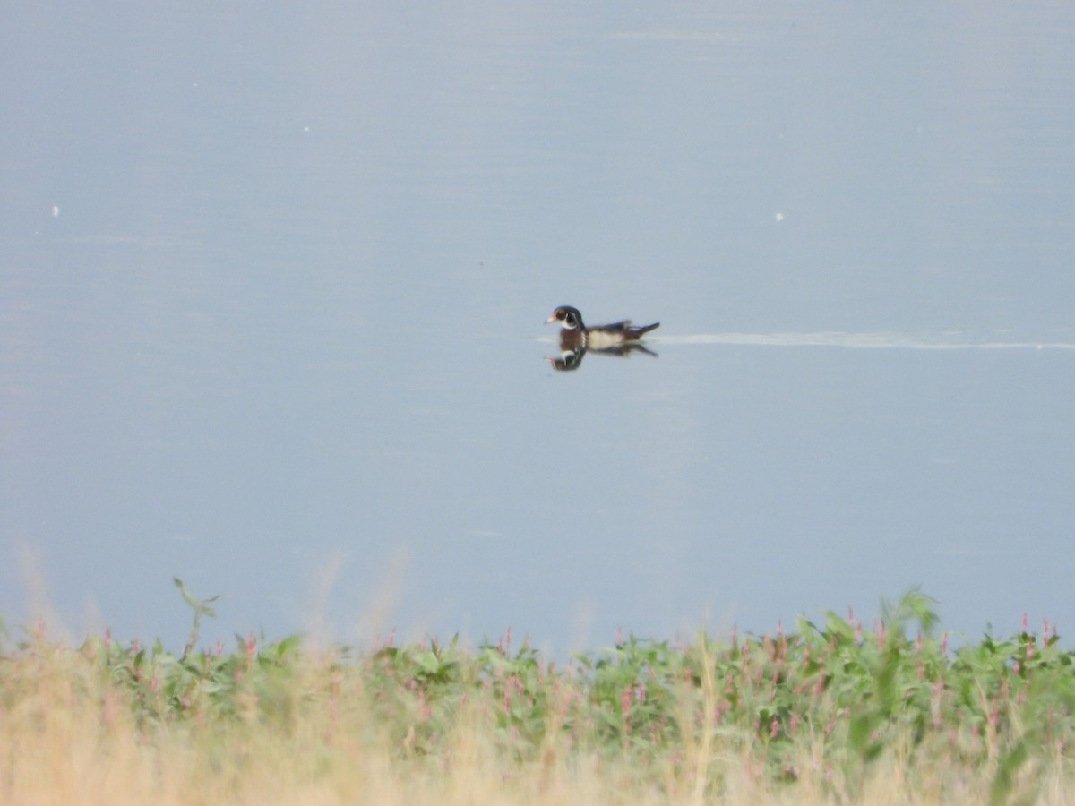 Wood Duck - Rick Luehrs