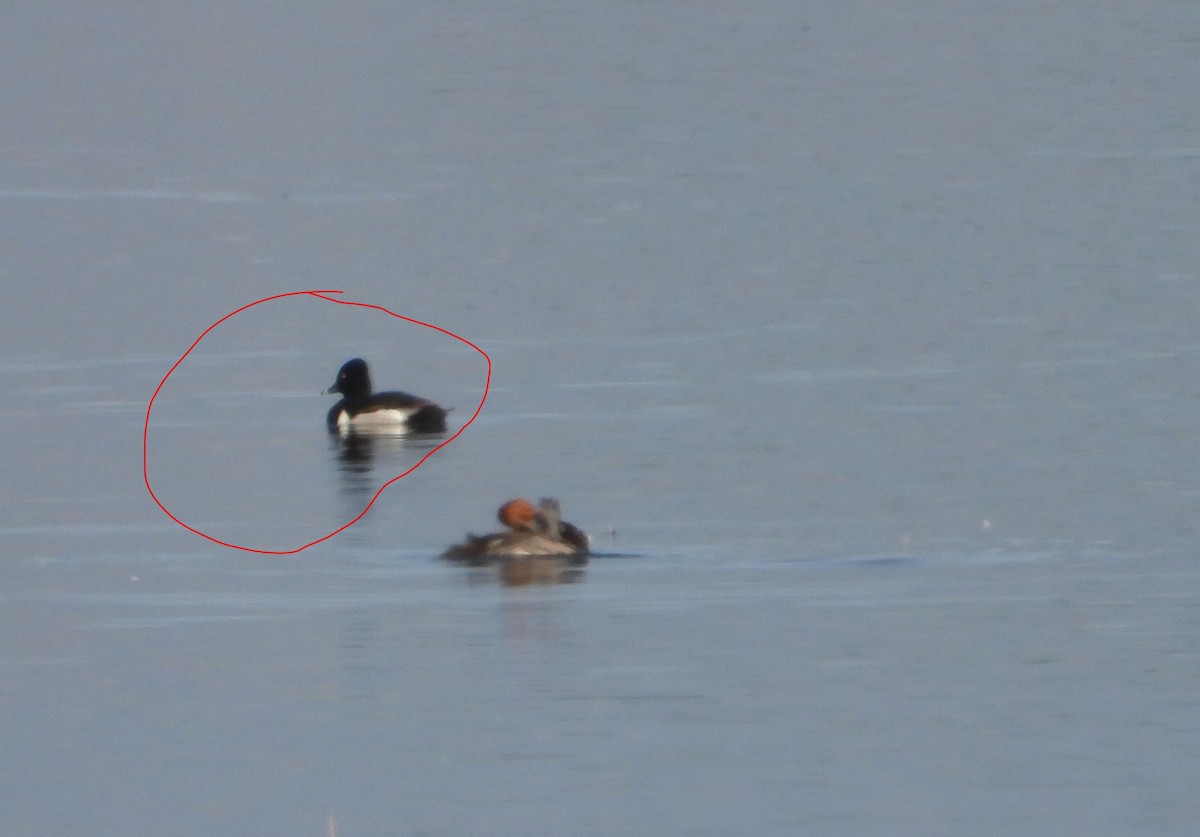 Ring-necked Duck - ML620711188