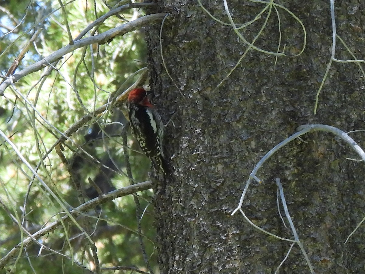 Red-breasted Sapsucker - ML620711194