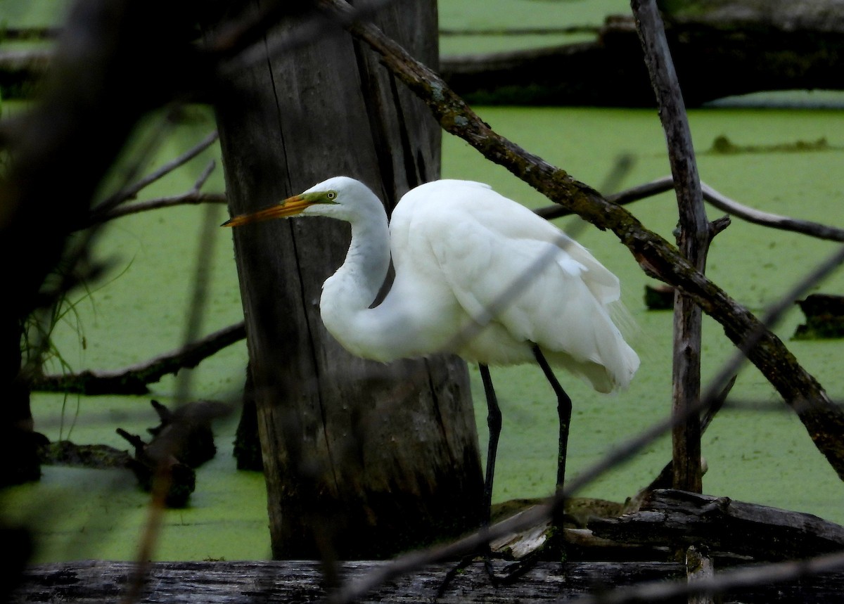 Great Egret - ML620711198