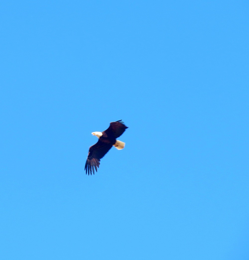 Bald Eagle - ML620711207