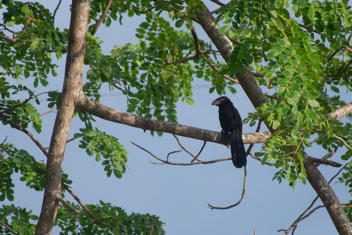 Groove-billed Ani - ML620711208