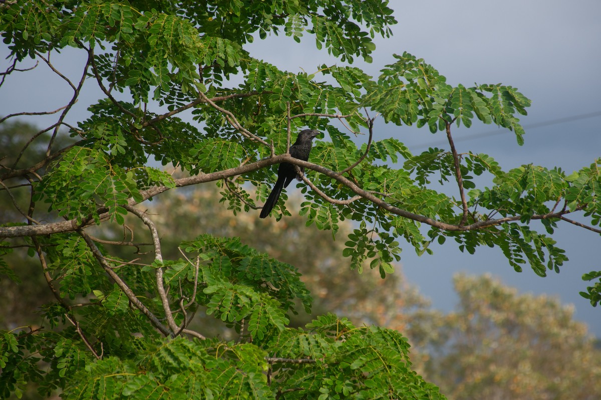 Groove-billed Ani - ML620711209