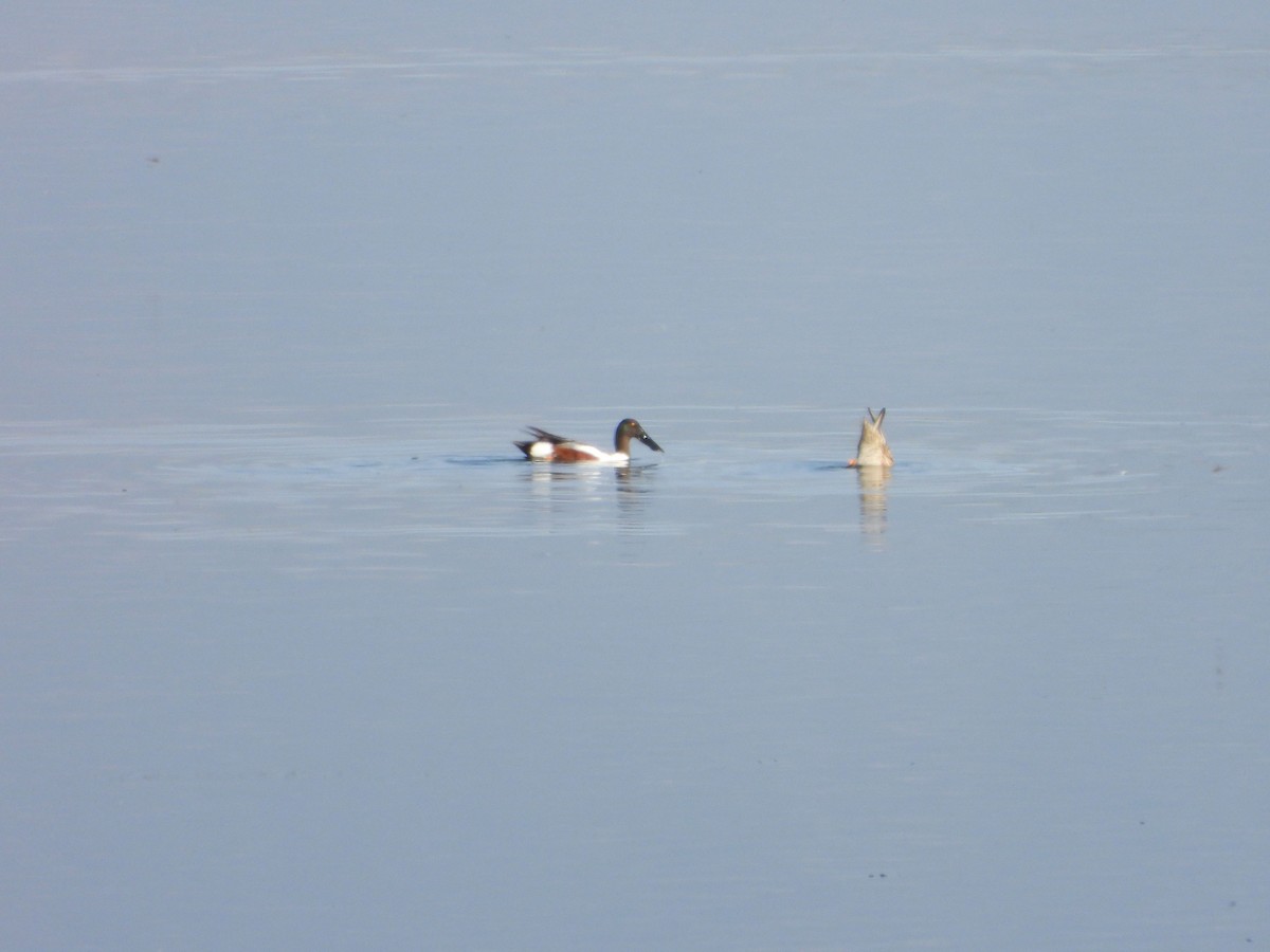 Northern Shoveler - ML620711210