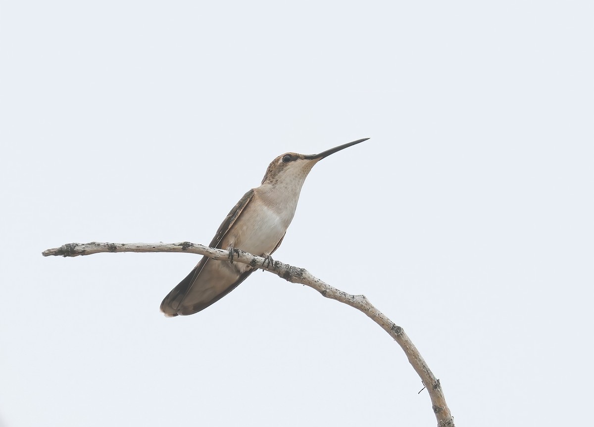 Black-chinned Hummingbird - ML620711216