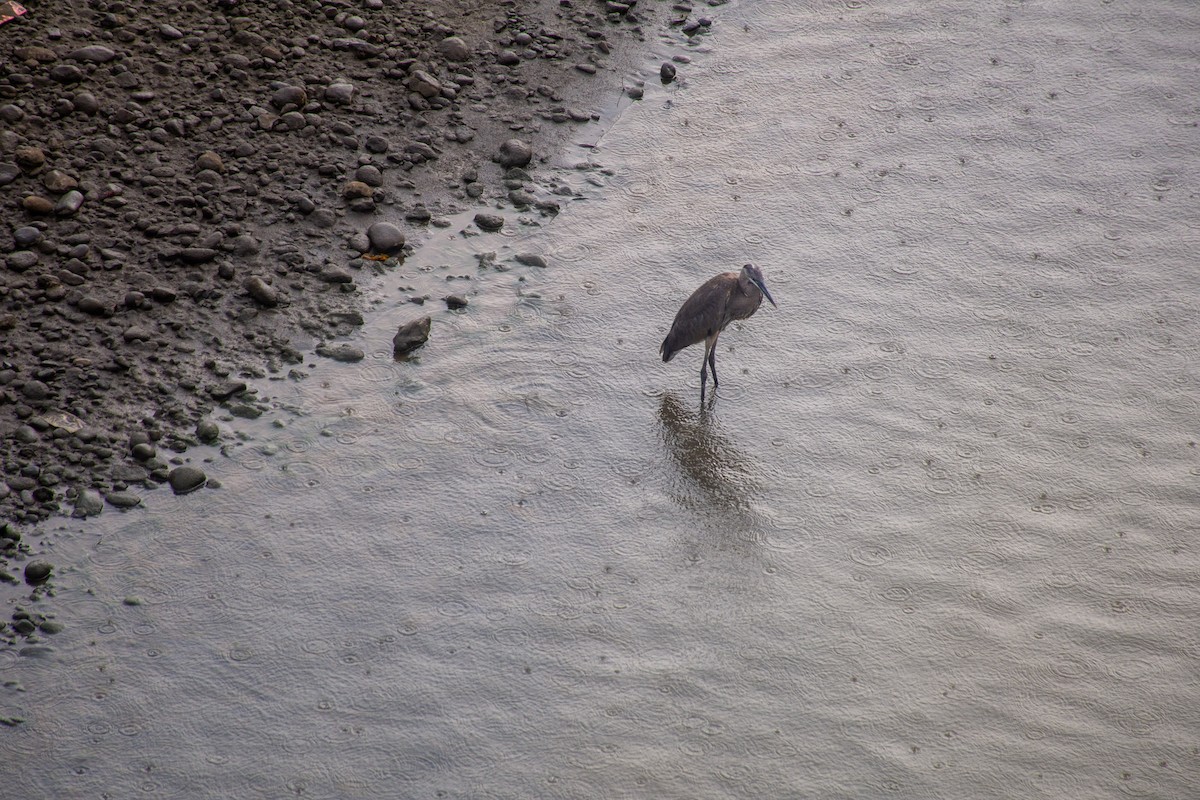 Great Blue Heron - ML620711217