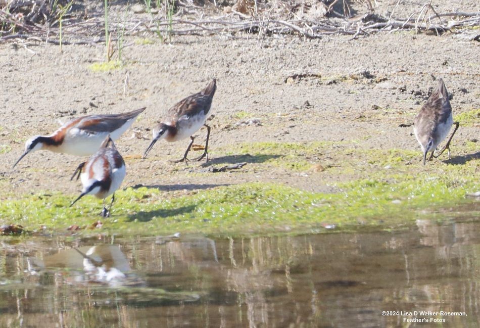 Wilson's Phalarope - ML620711218