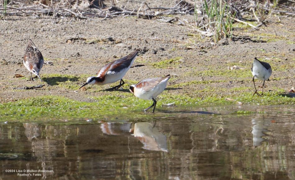 Wilson's Phalarope - ML620711219
