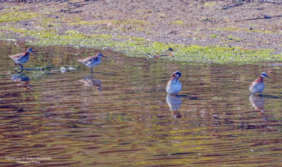 Wilson's Phalarope - ML620711220