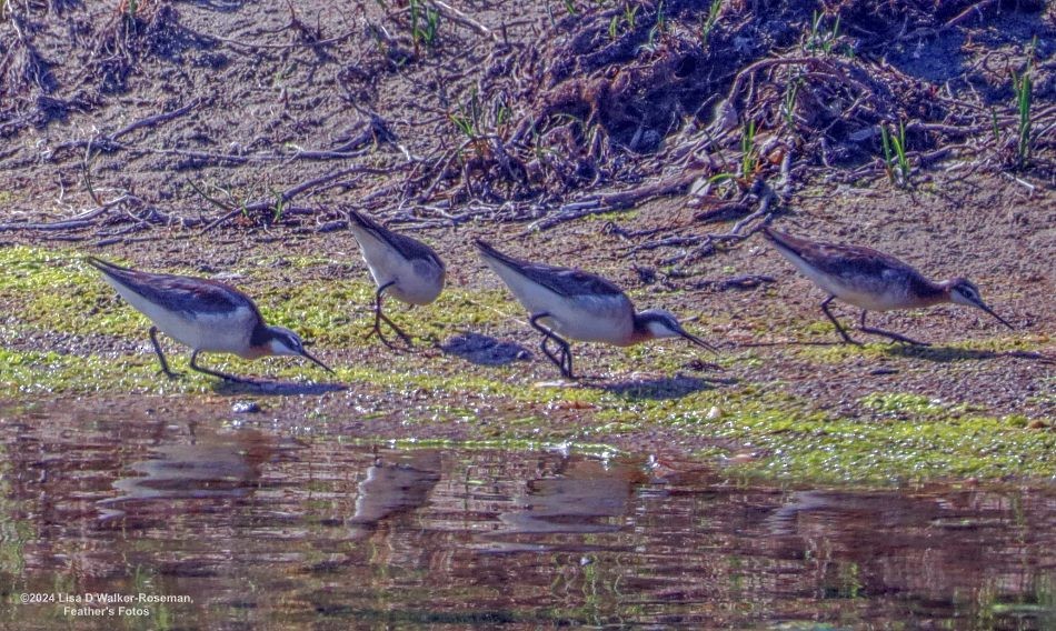Wilson's Phalarope - ML620711221