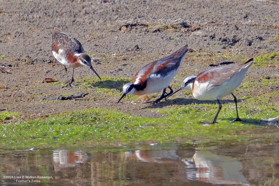 Wilson's Phalarope - ML620711222