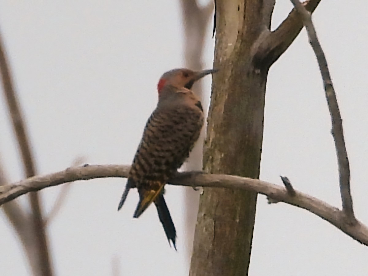 Northern Flicker - ML620711229