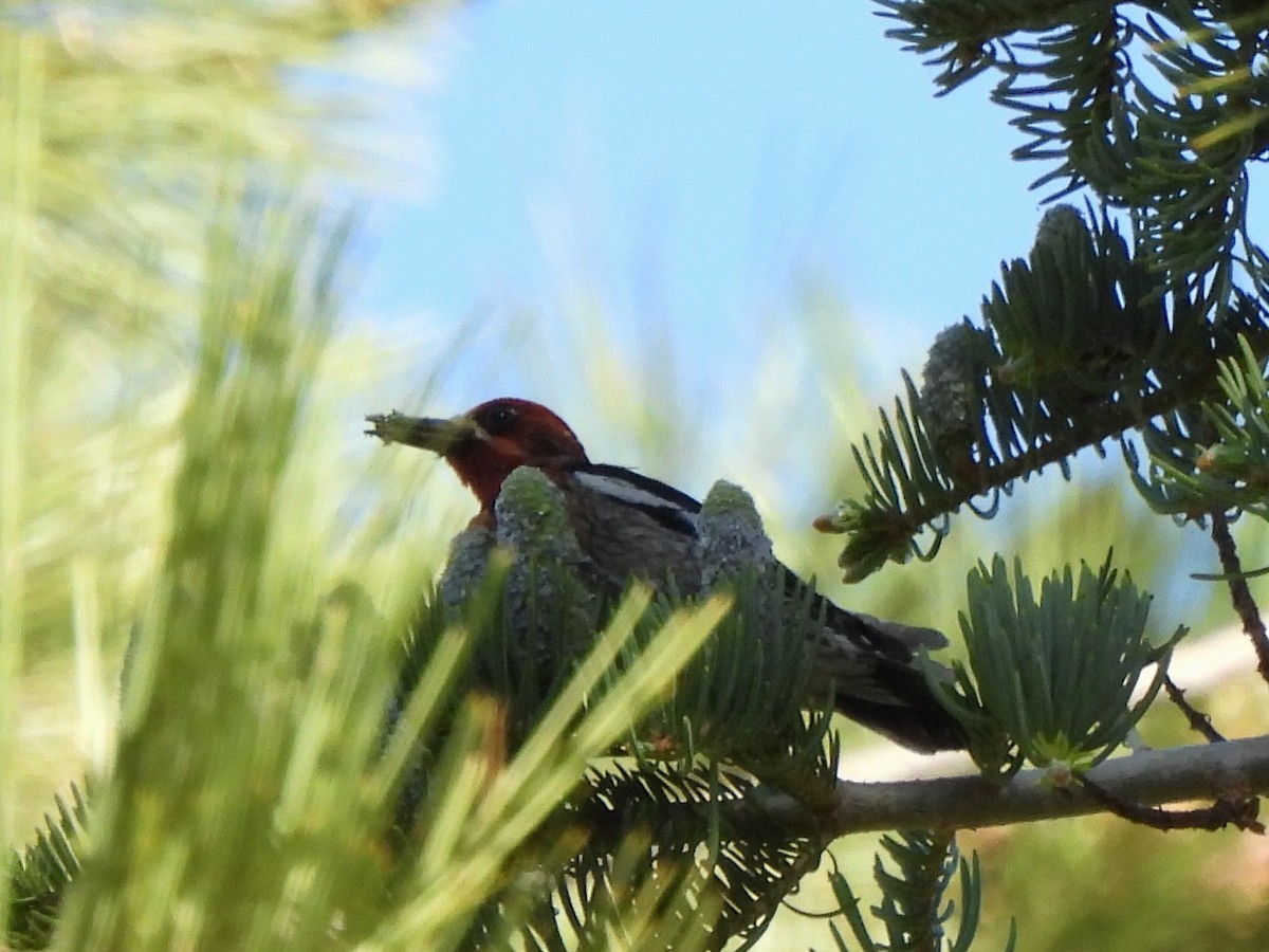 Red-breasted Sapsucker - ML620711230
