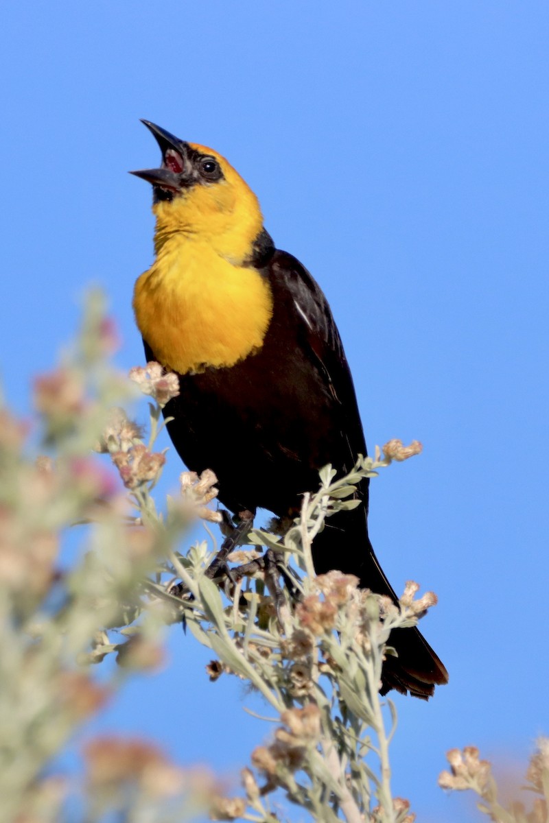 Yellow-headed Blackbird - ML620711233