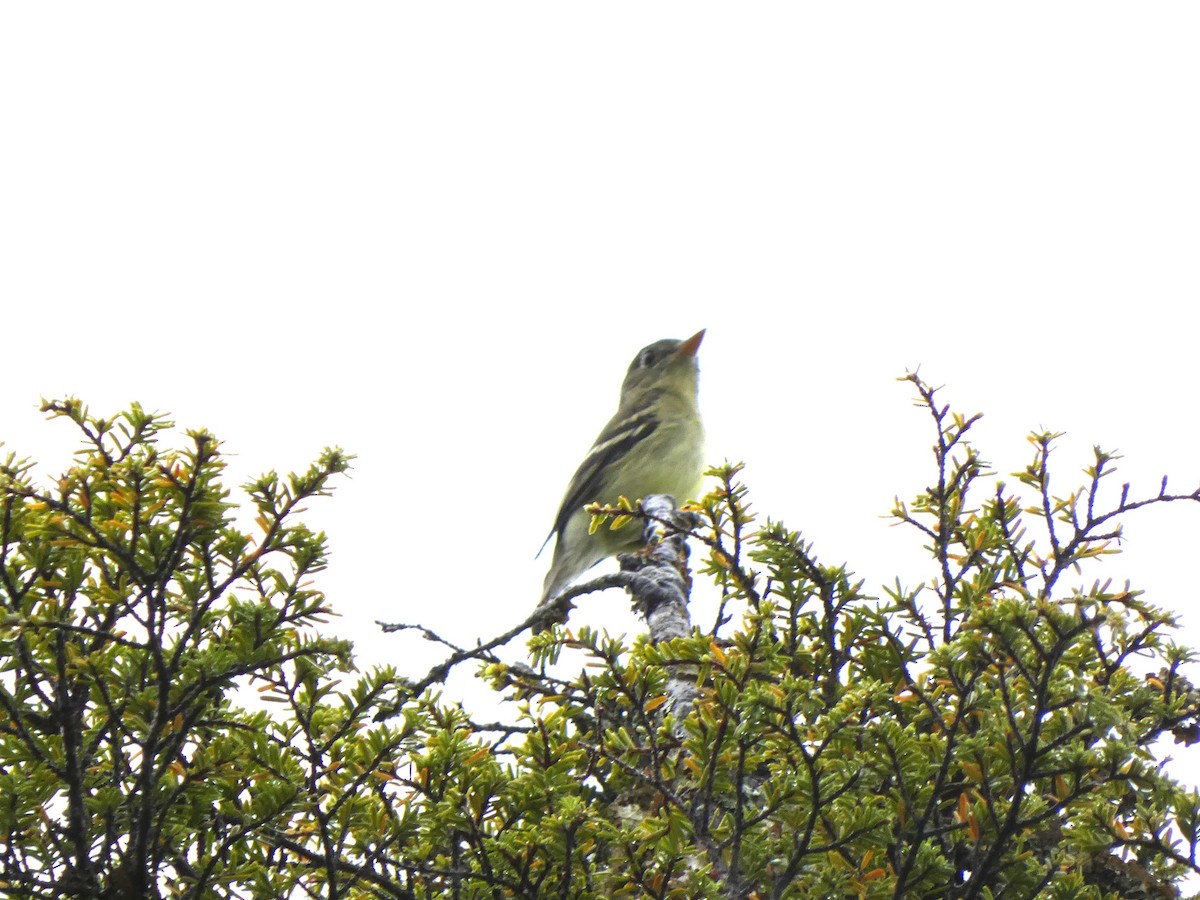 Yellow-bellied Flycatcher - ML620711235