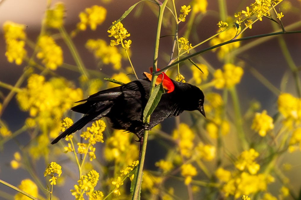 Red-winged Blackbird - ML620711239