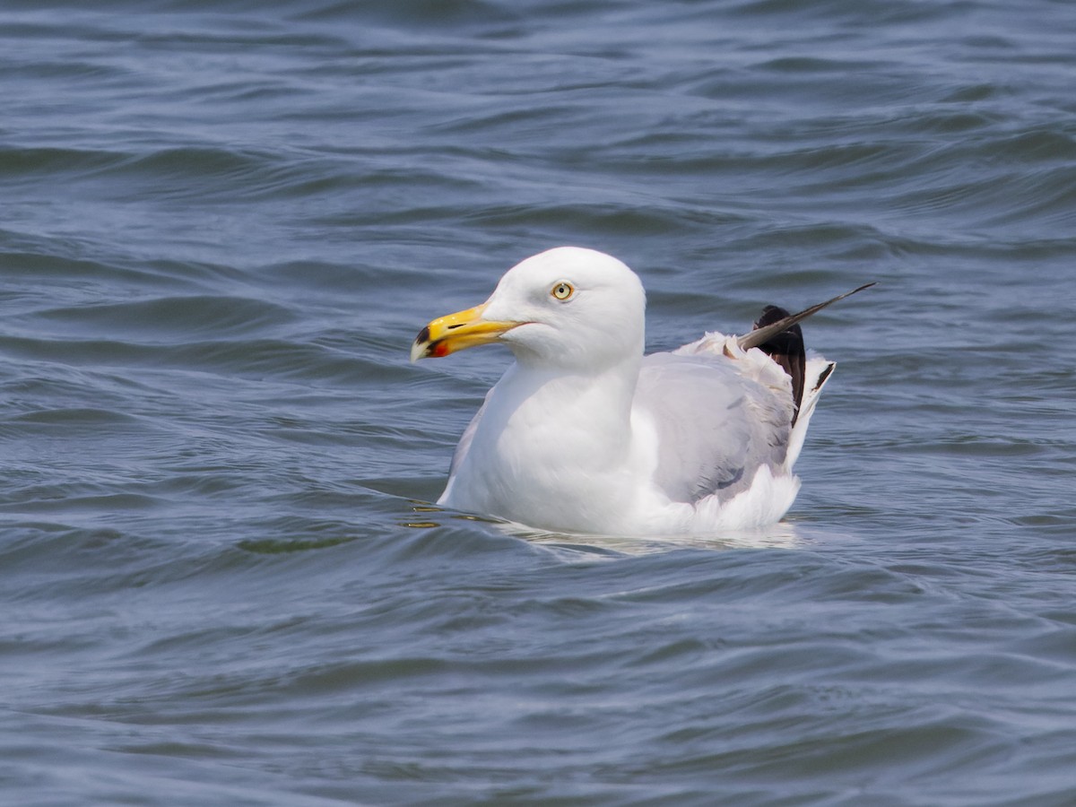 Herring Gull (American) - Angus Wilson