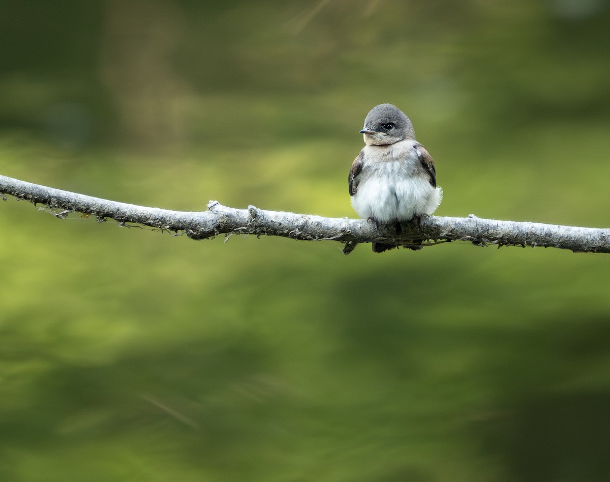 Northern Rough-winged Swallow - ML620711242