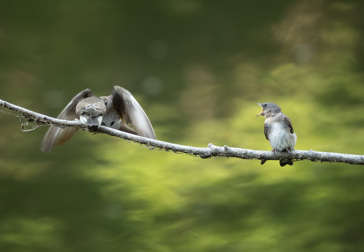 Northern Rough-winged Swallow - ML620711243