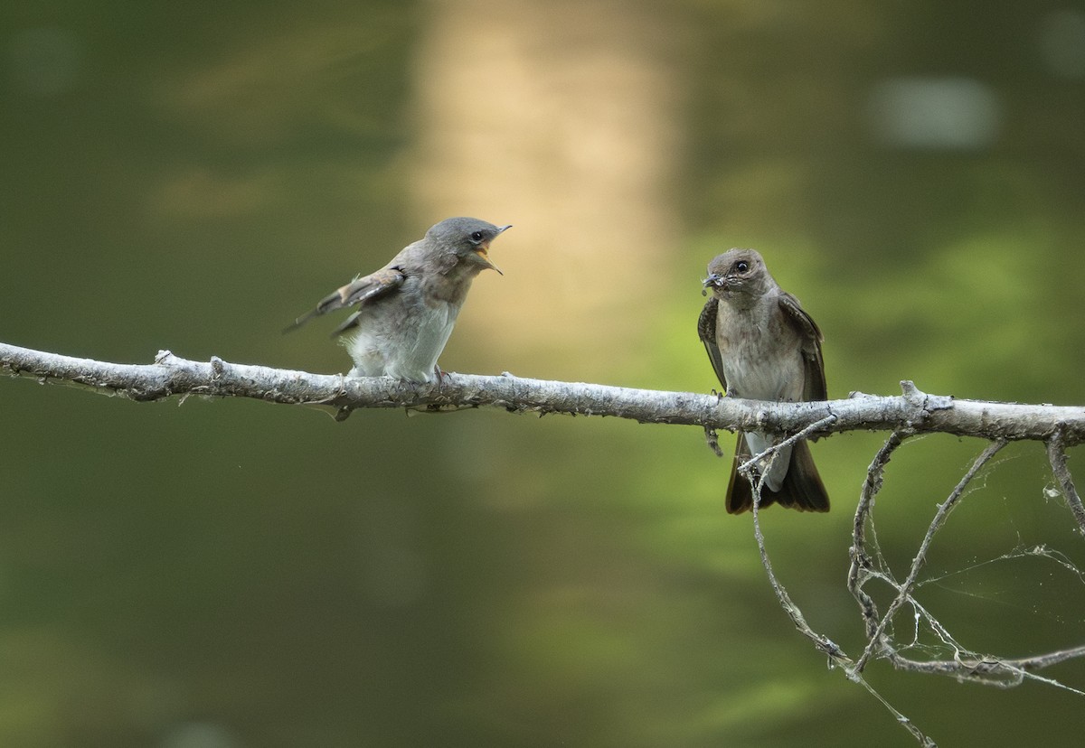 Northern Rough-winged Swallow - Michael Hochstetler