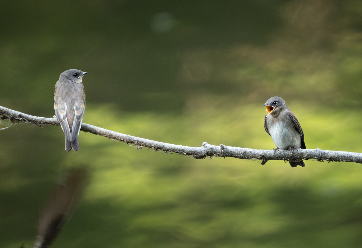 Northern Rough-winged Swallow - ML620711245