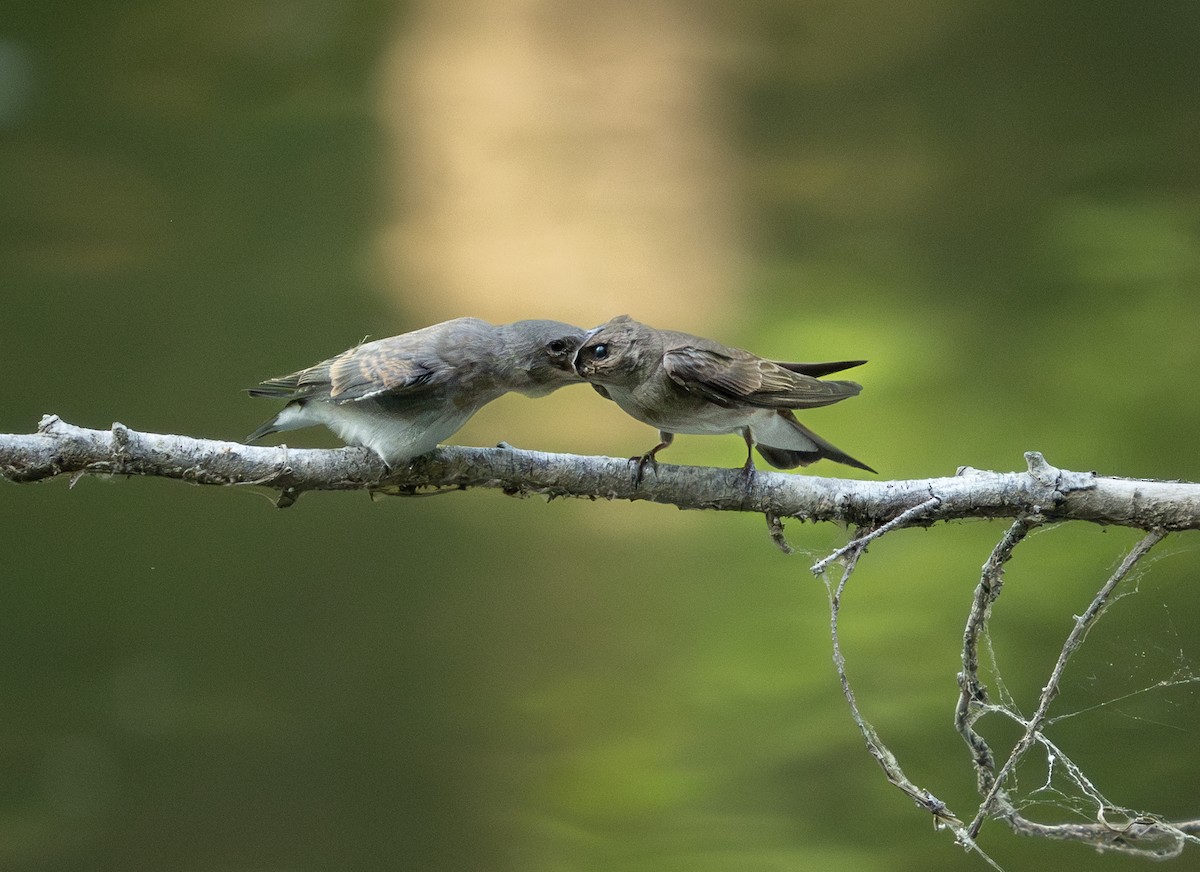 Northern Rough-winged Swallow - ML620711246