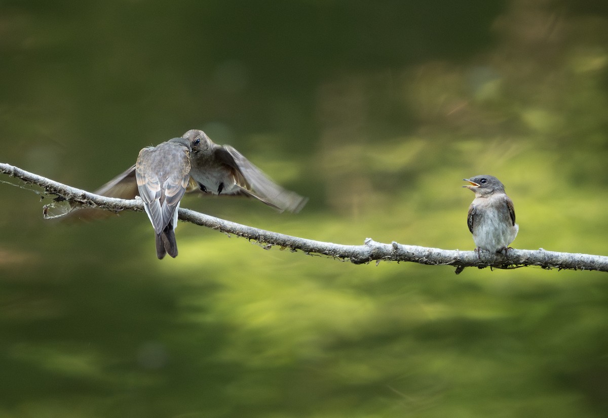 Northern Rough-winged Swallow - ML620711247