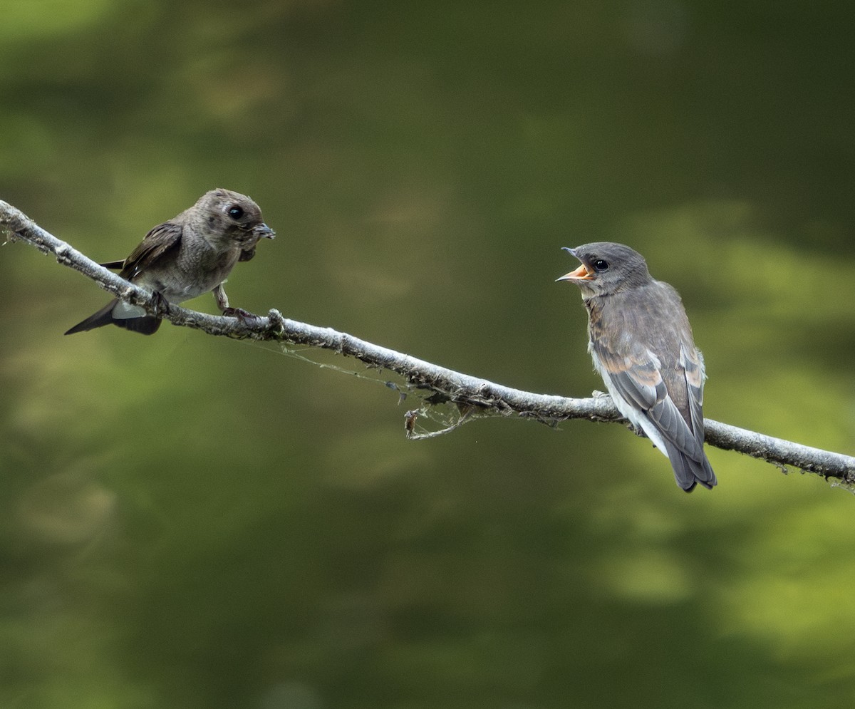 Northern Rough-winged Swallow - ML620711248