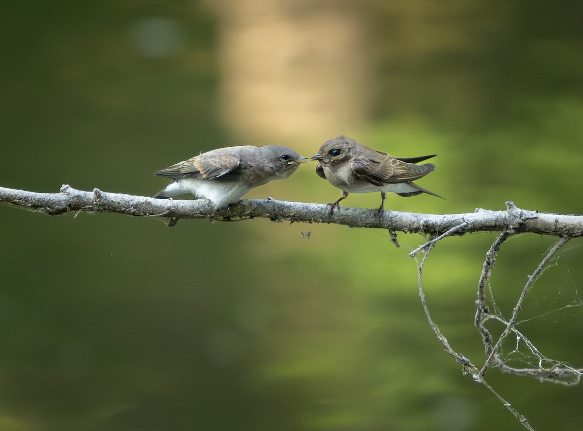 Northern Rough-winged Swallow - ML620711249