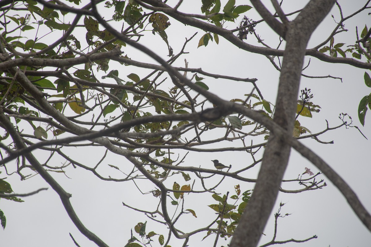 Tropical Kingbird - ML620711250