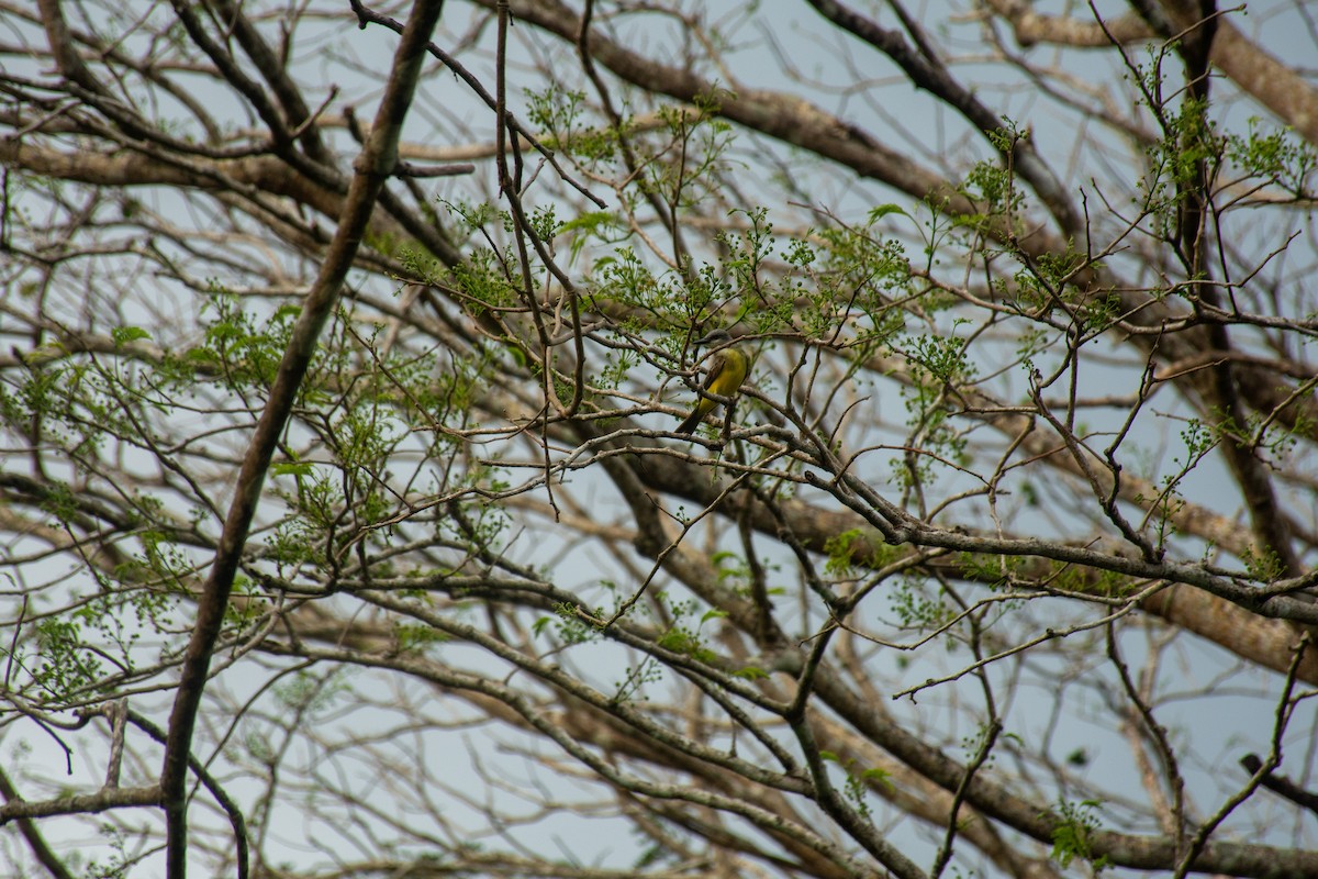 Tropical Kingbird - ML620711251