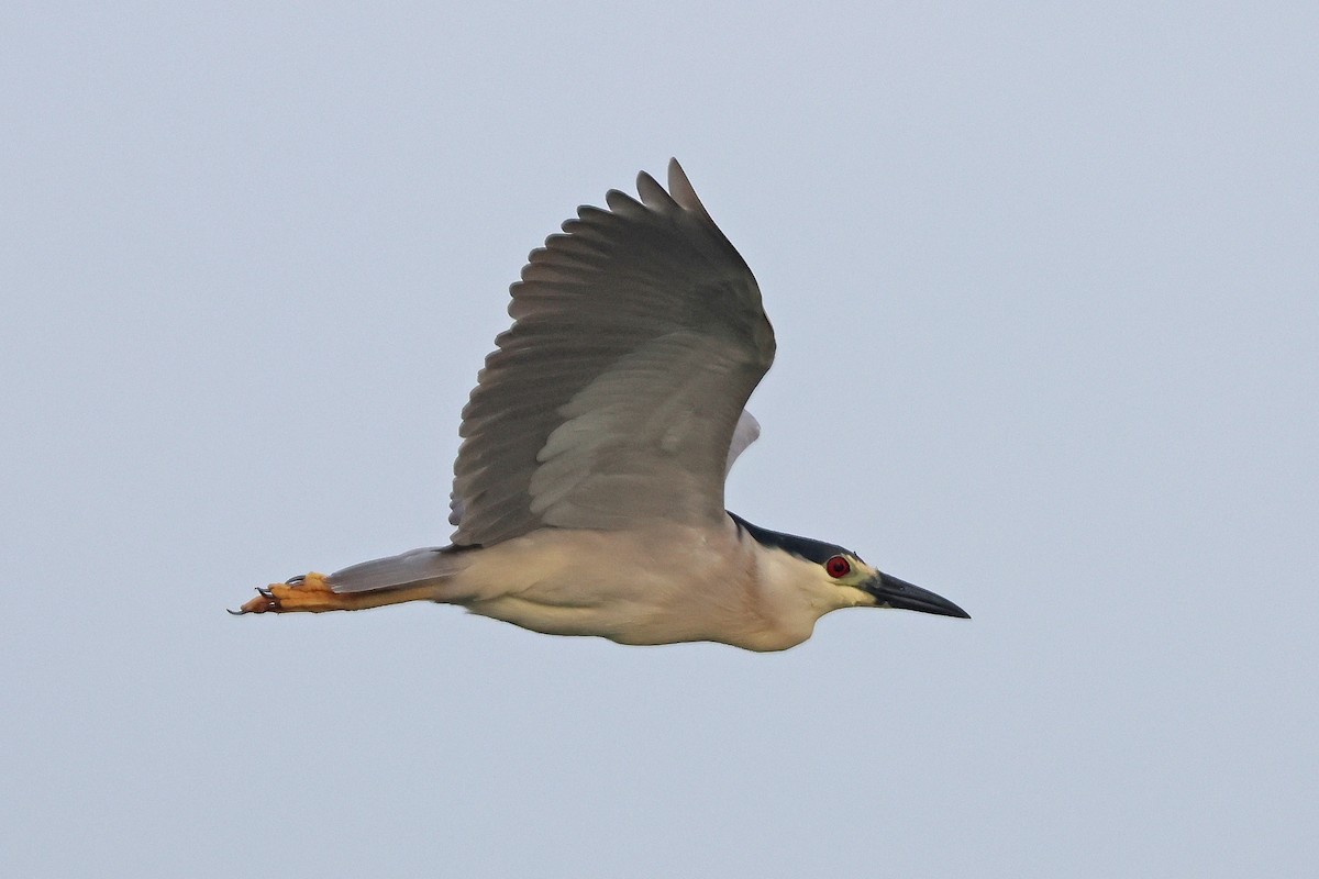 Black-crowned Night Heron - ML620711256