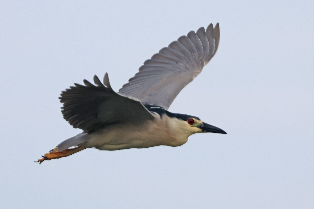 Black-crowned Night Heron - ML620711257