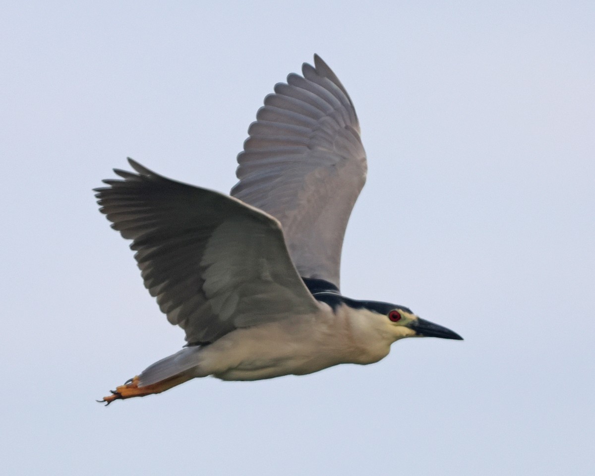 Black-crowned Night Heron - Corey Finger