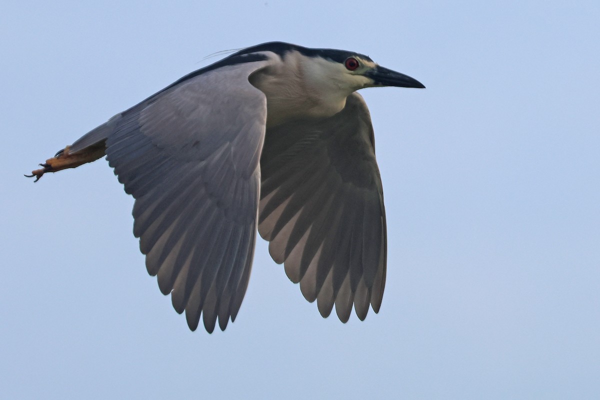 Black-crowned Night Heron - ML620711259