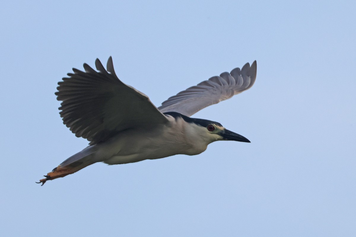 Black-crowned Night Heron - ML620711260