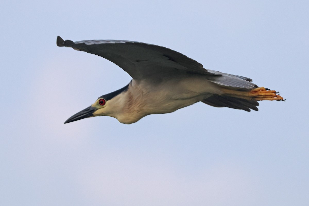 Black-crowned Night Heron - ML620711261