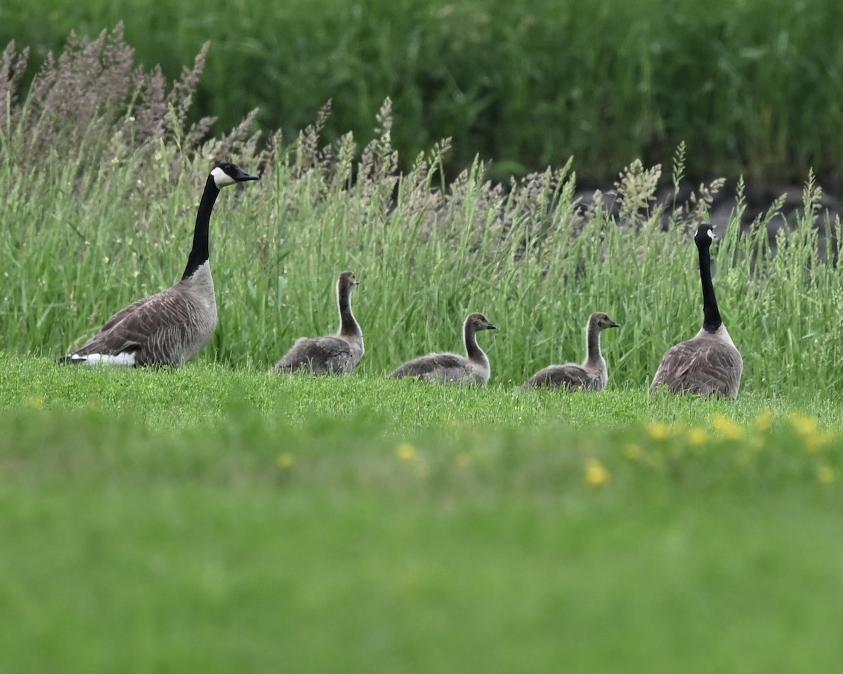 Canada Goose - ML620711263