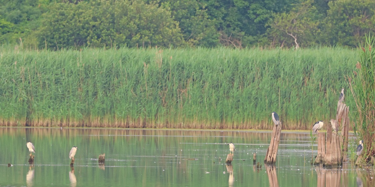 Black-crowned Night Heron - ML620711264