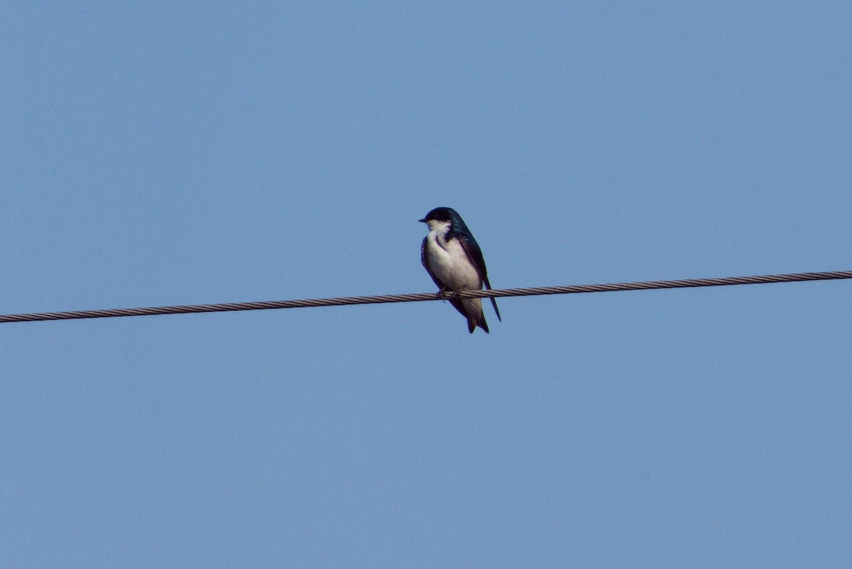 Tree Swallow - ML620711265