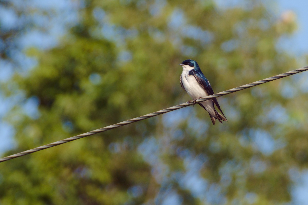 Tree Swallow - ML620711267